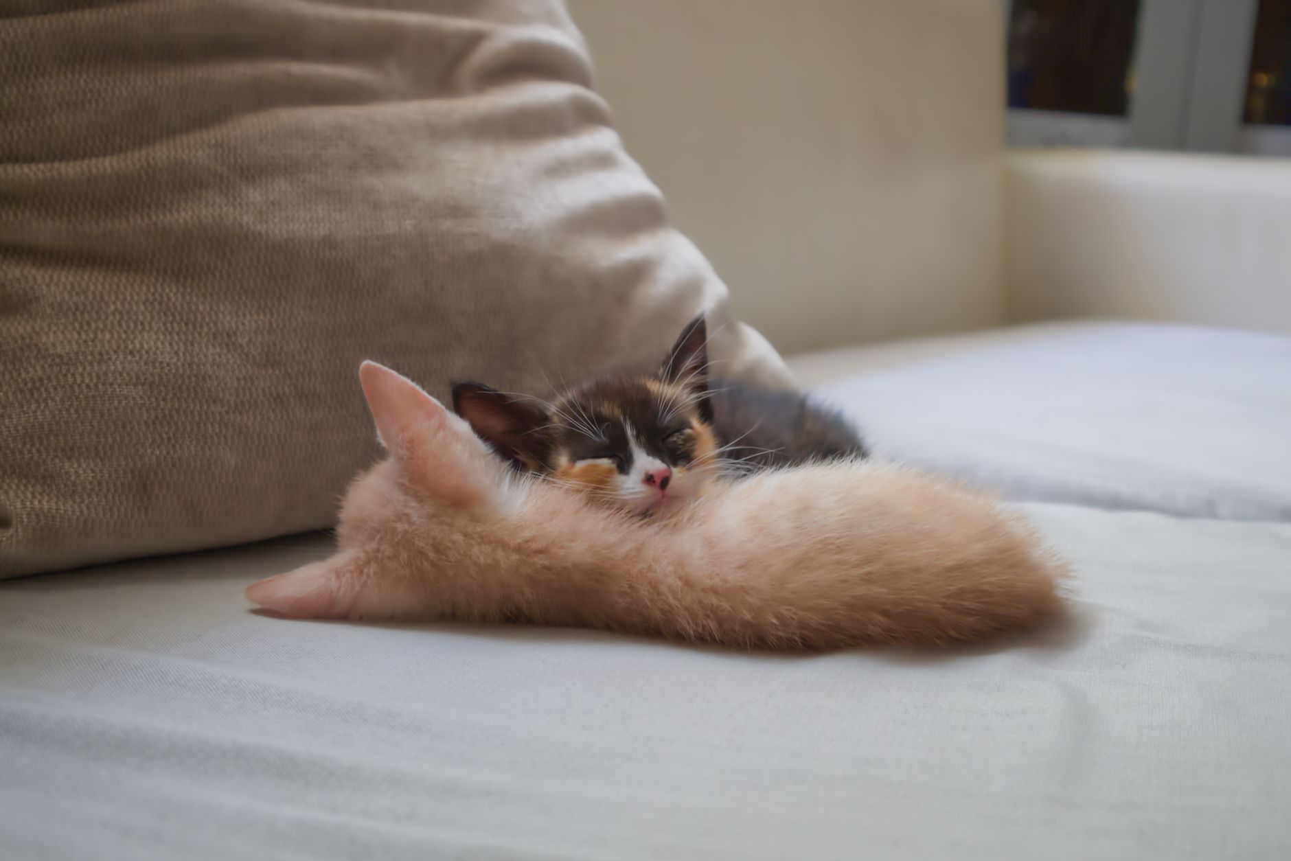 Chat qui découvre sa nouvelle maison