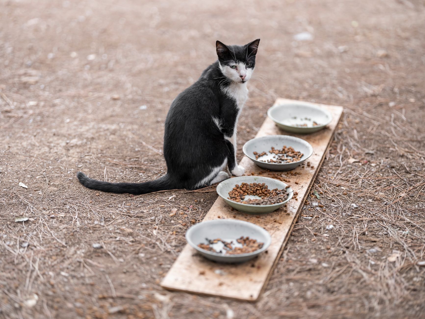 Bien choisir l’alimentation de son chat