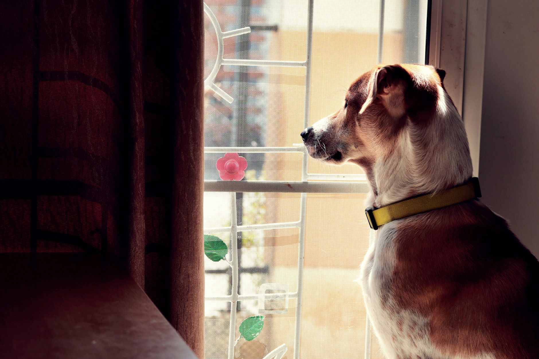 Anxiété de séparation chez le chien