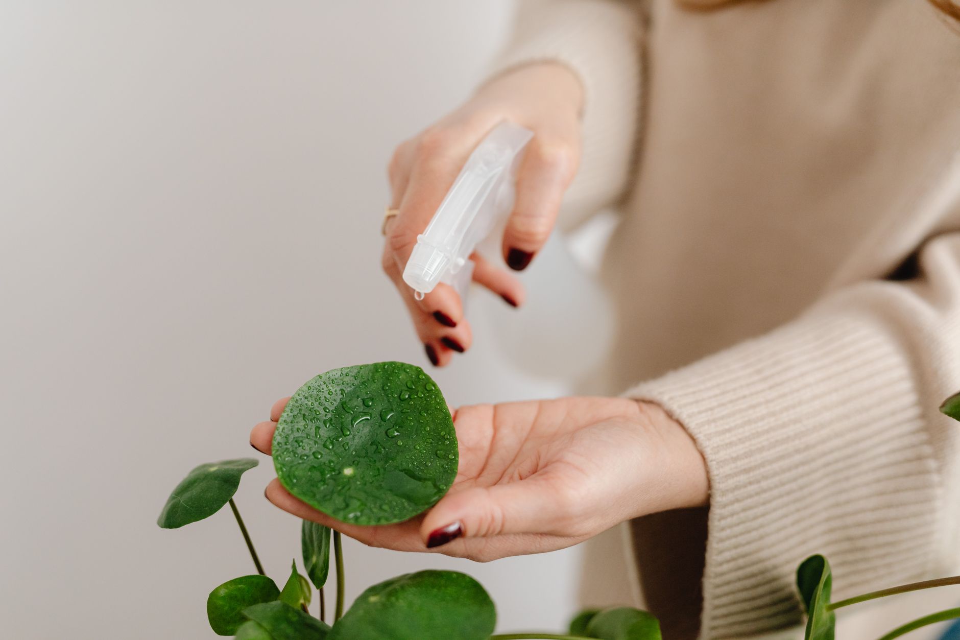 Arroser une plante d’intérieur avec modération