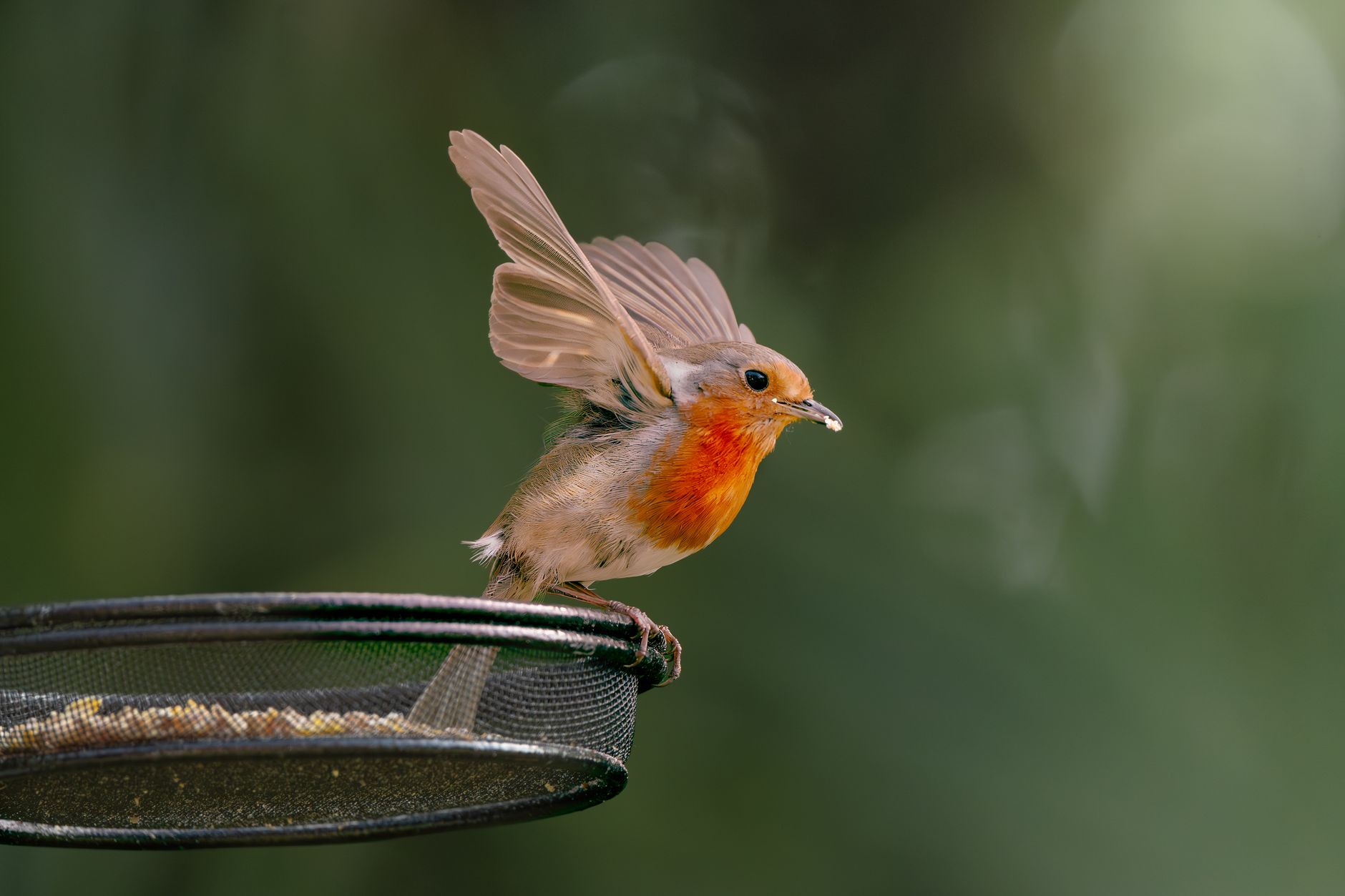 Attirer les oiseaux au jardin