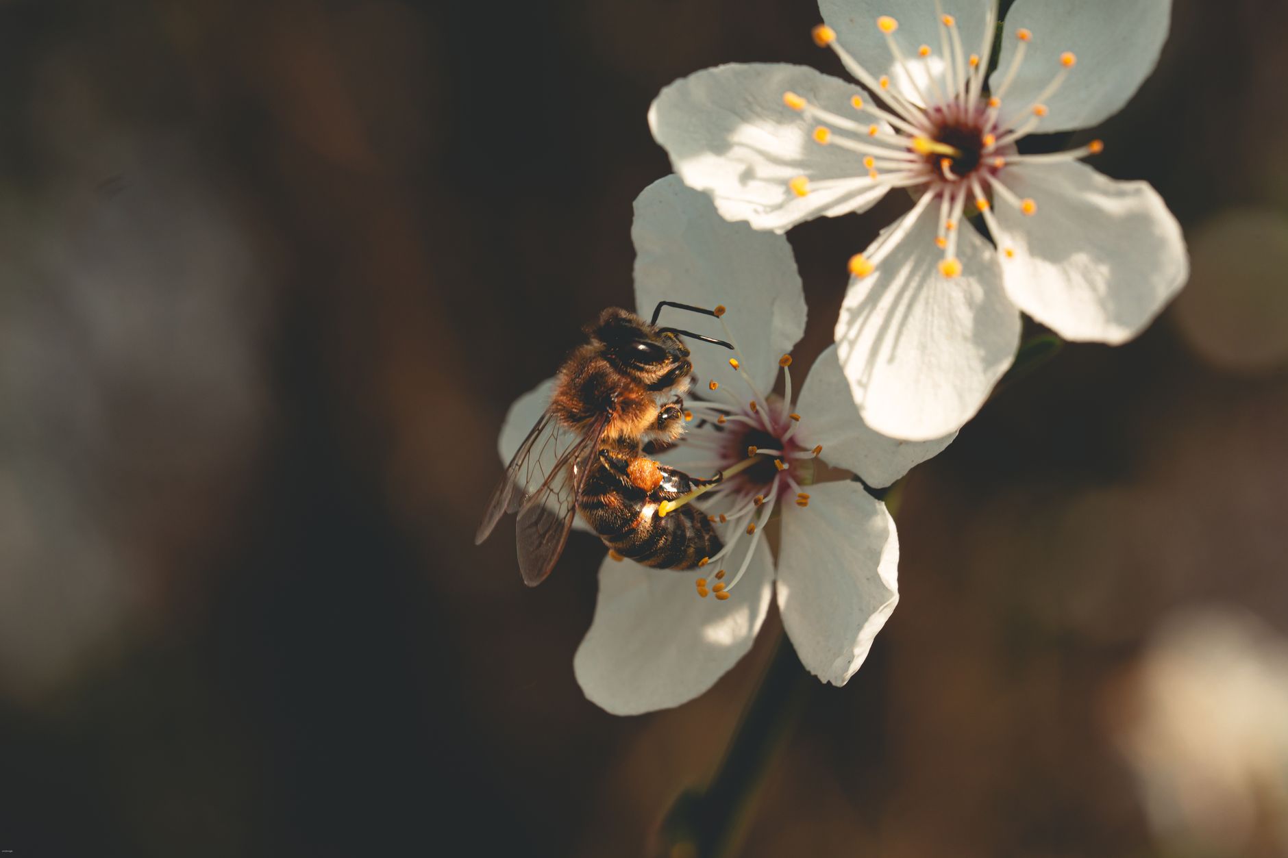 Abeille butinant sur un balcon fleuri