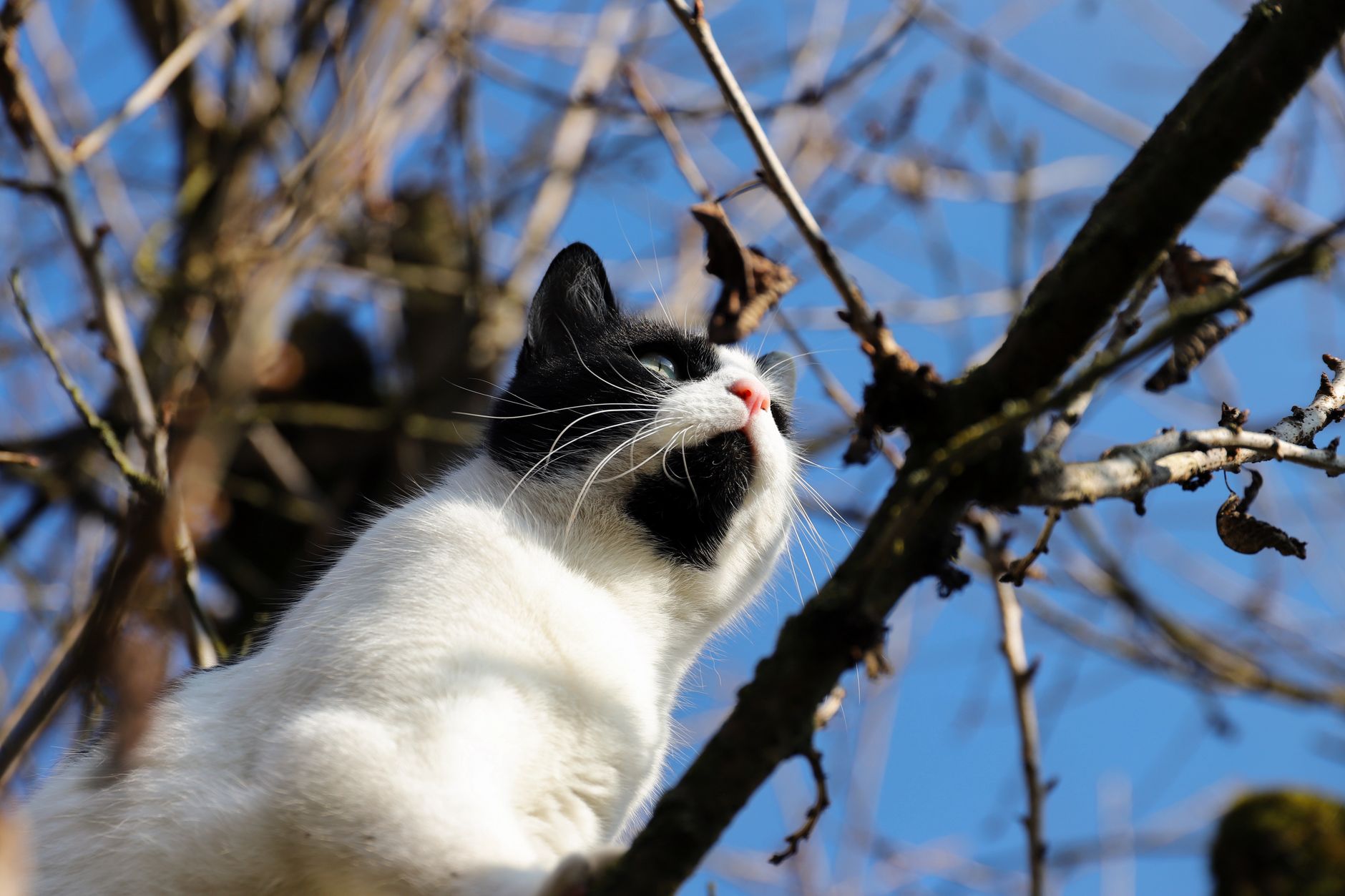 Chat qui grimpe sur son arbre à chat