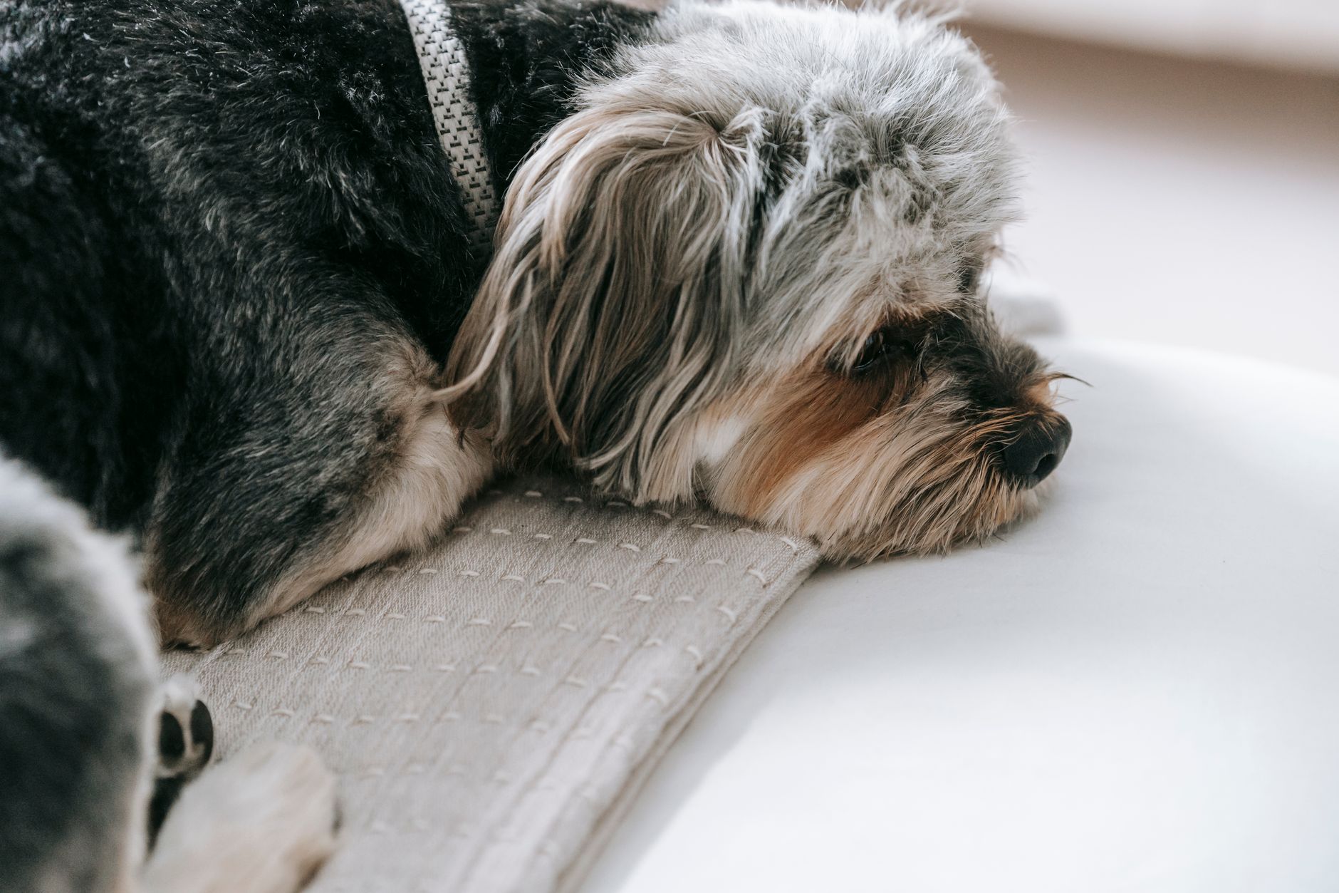 Chien seul à la maison, apaisé