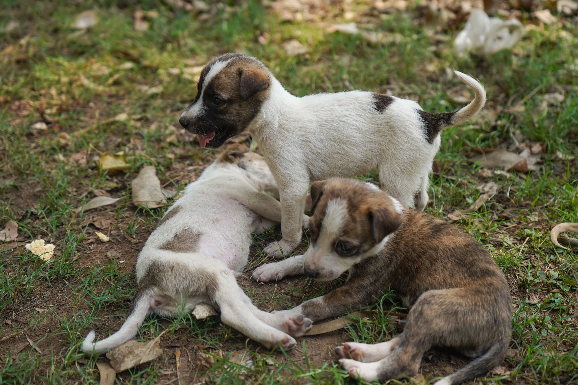 Chiot qui découvre son nouveau foyer