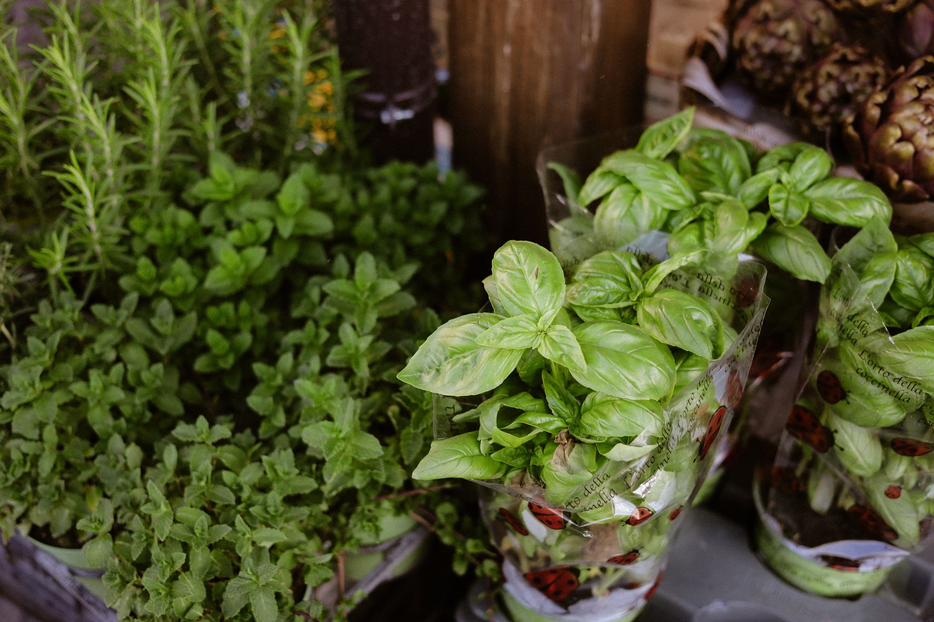 Cultiver des herbes aromatiques