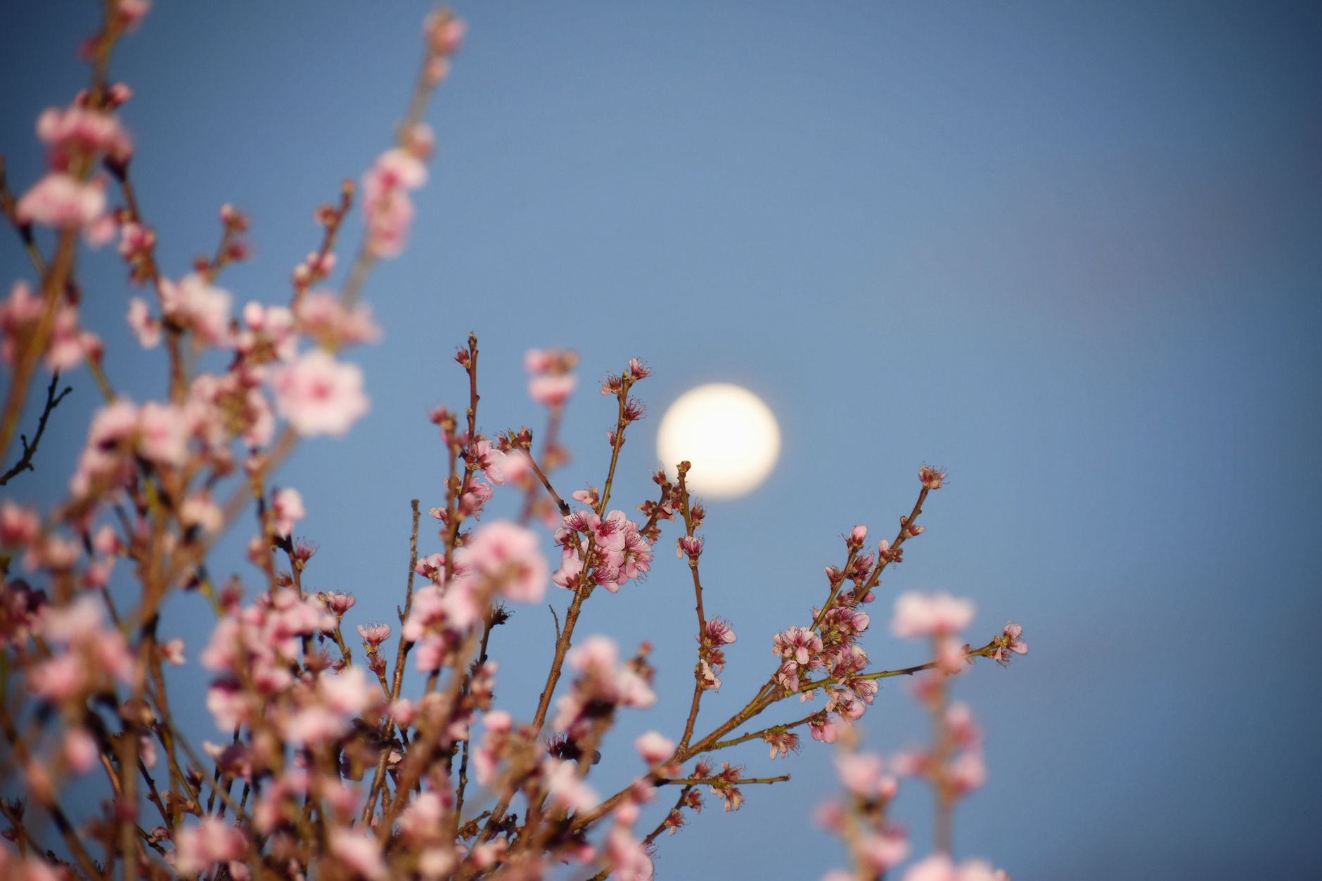 Jardiner avec la lune