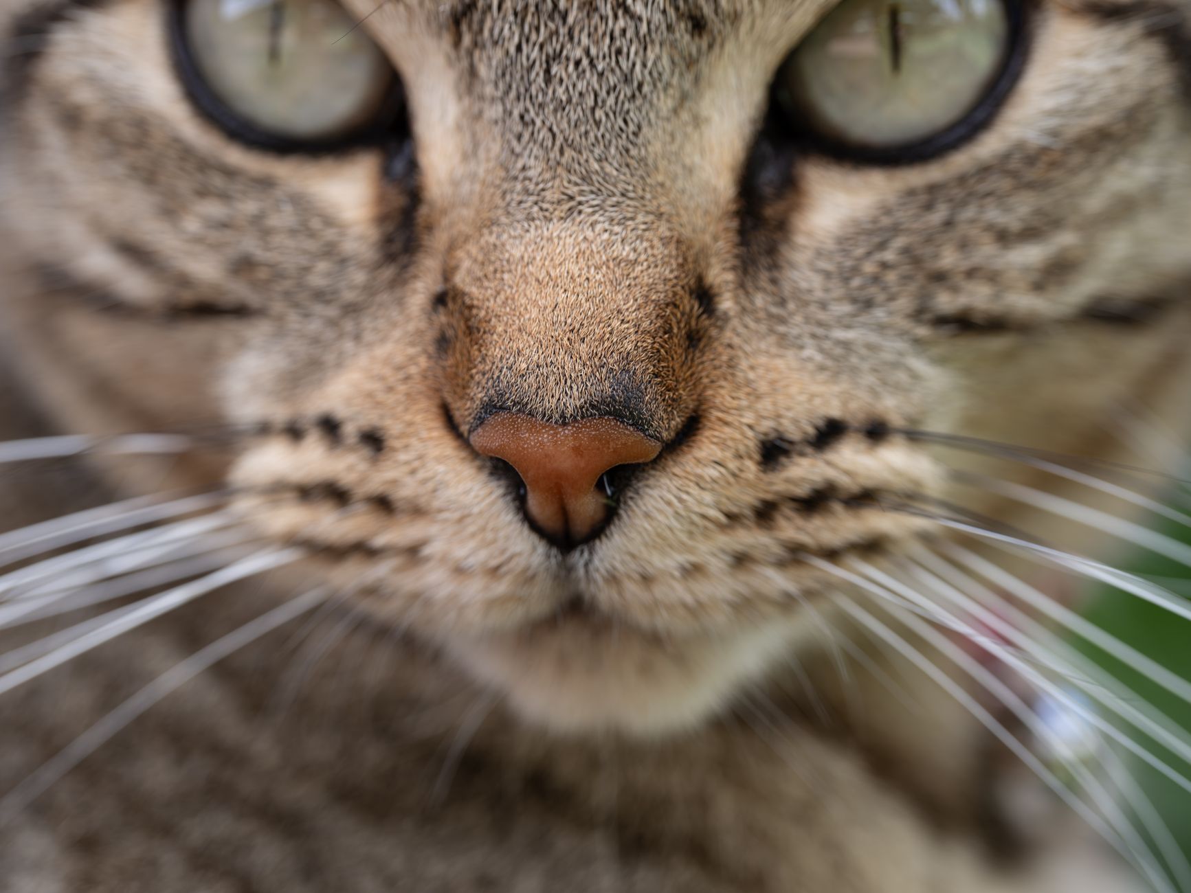 Comprendre le langage du chat