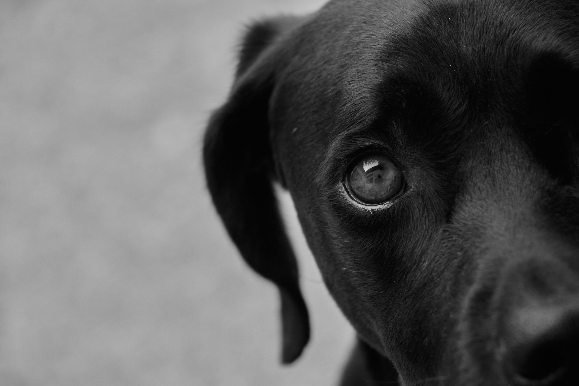 Comprendre le langage du chien