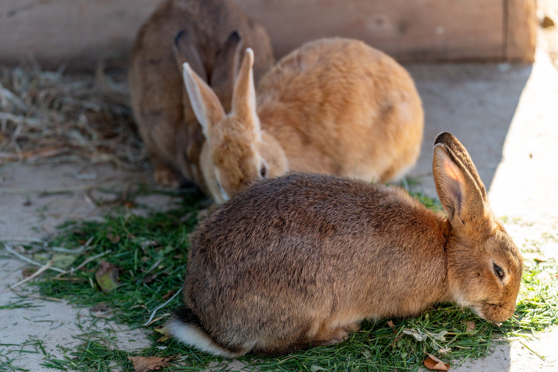 Lapin mangeant du foin