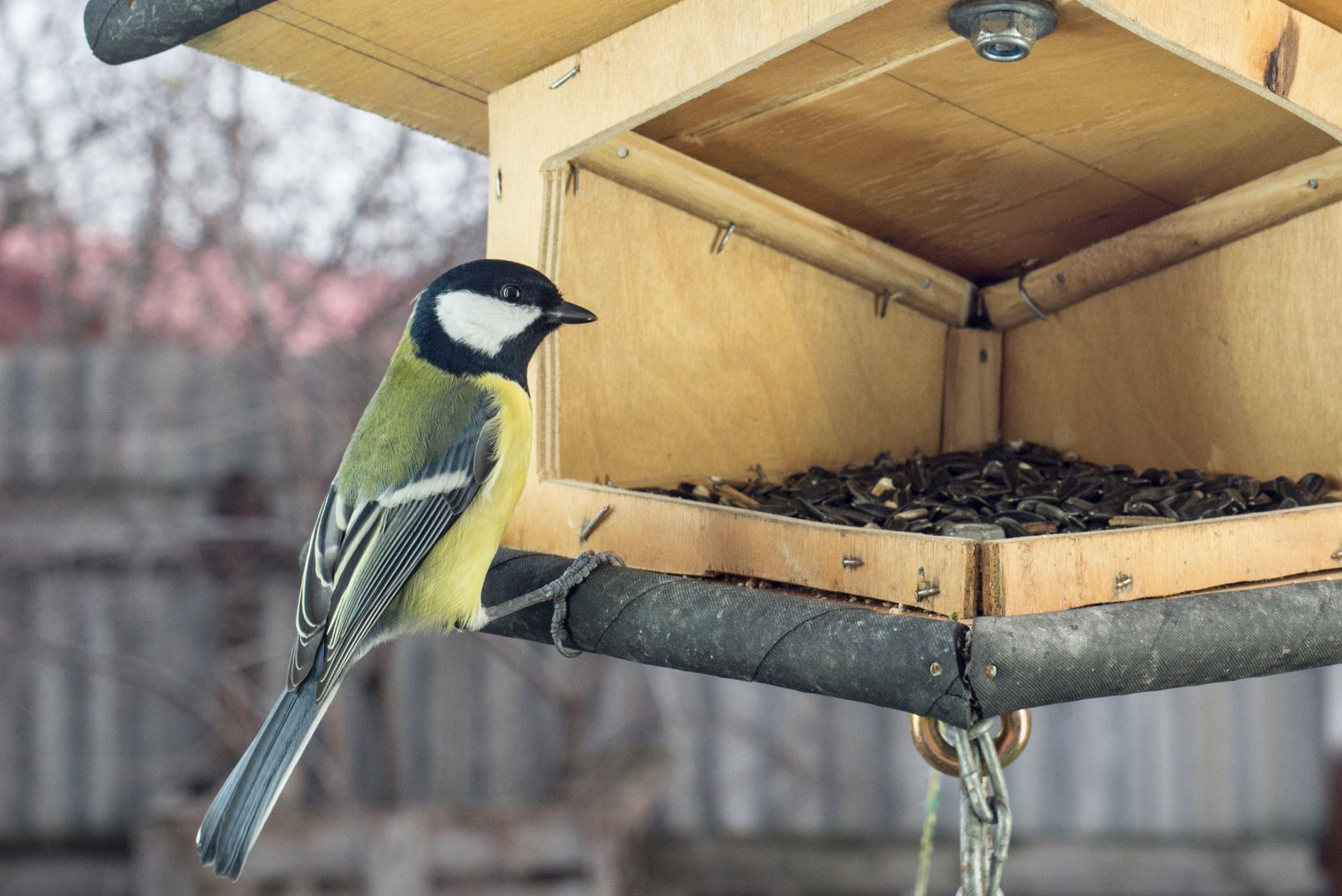 Mangeoire à oiseaux garnie de graines
