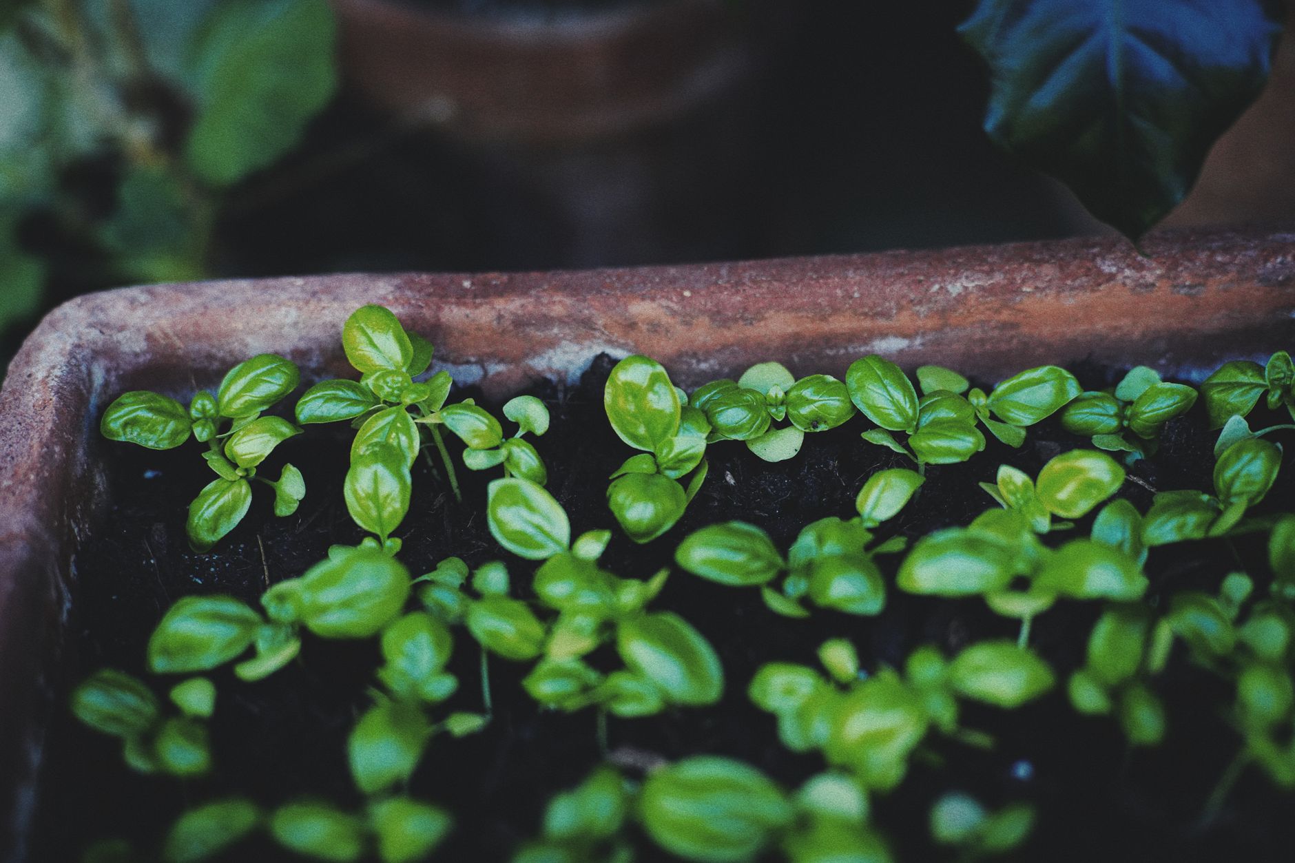 Potager de balcon en pots pour débuter